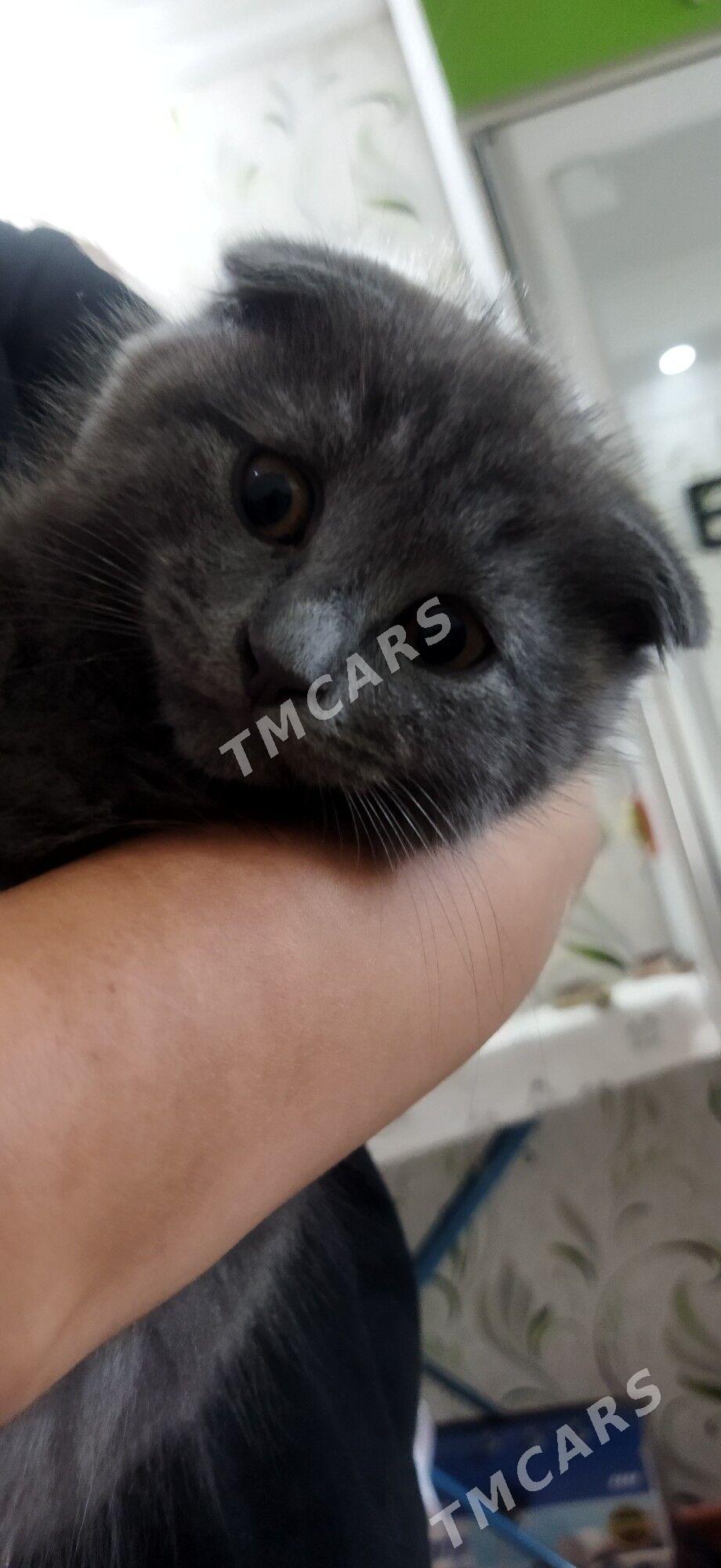 Котята - Туркменабат - img 2