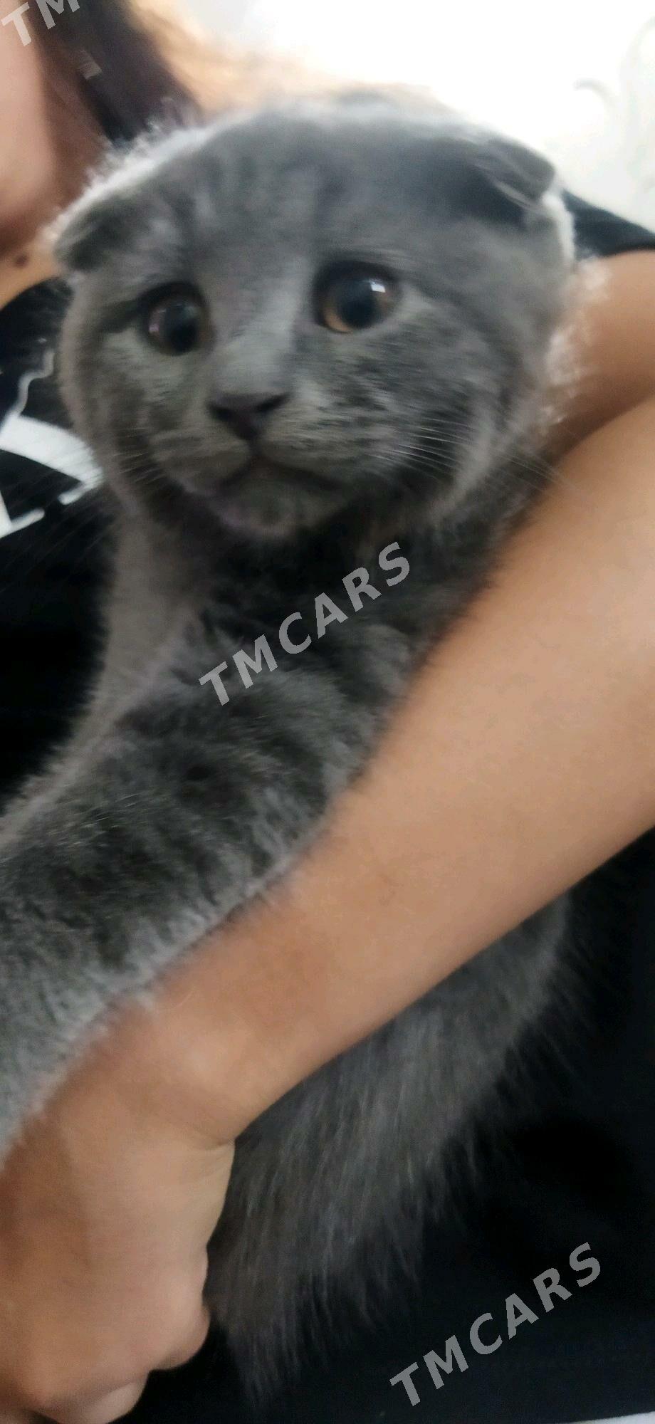 Котята - Туркменабат - img 4