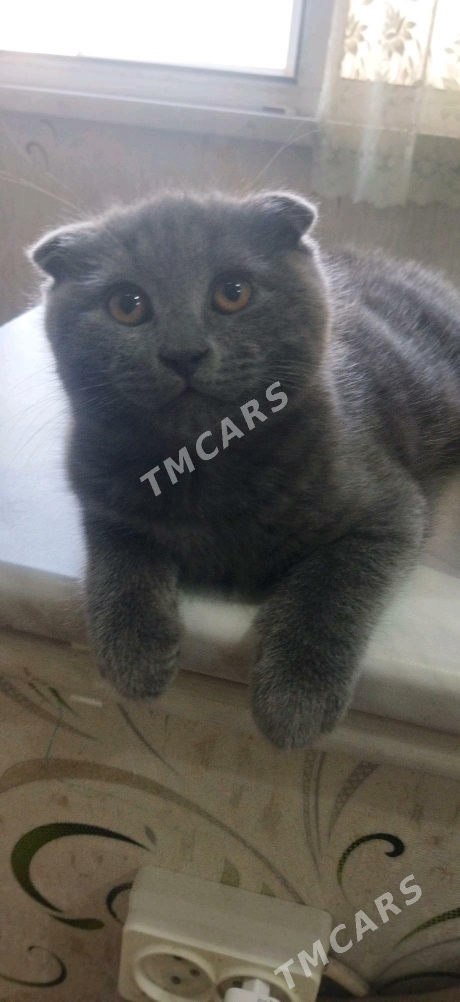 Котята - Туркменабат - img 9