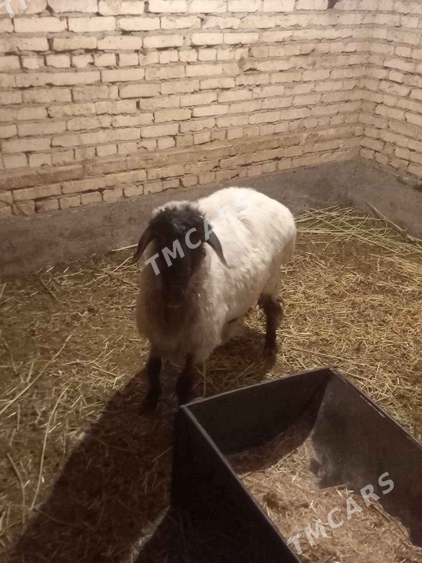 кочкар 2 саны - Туркменабат - img 2