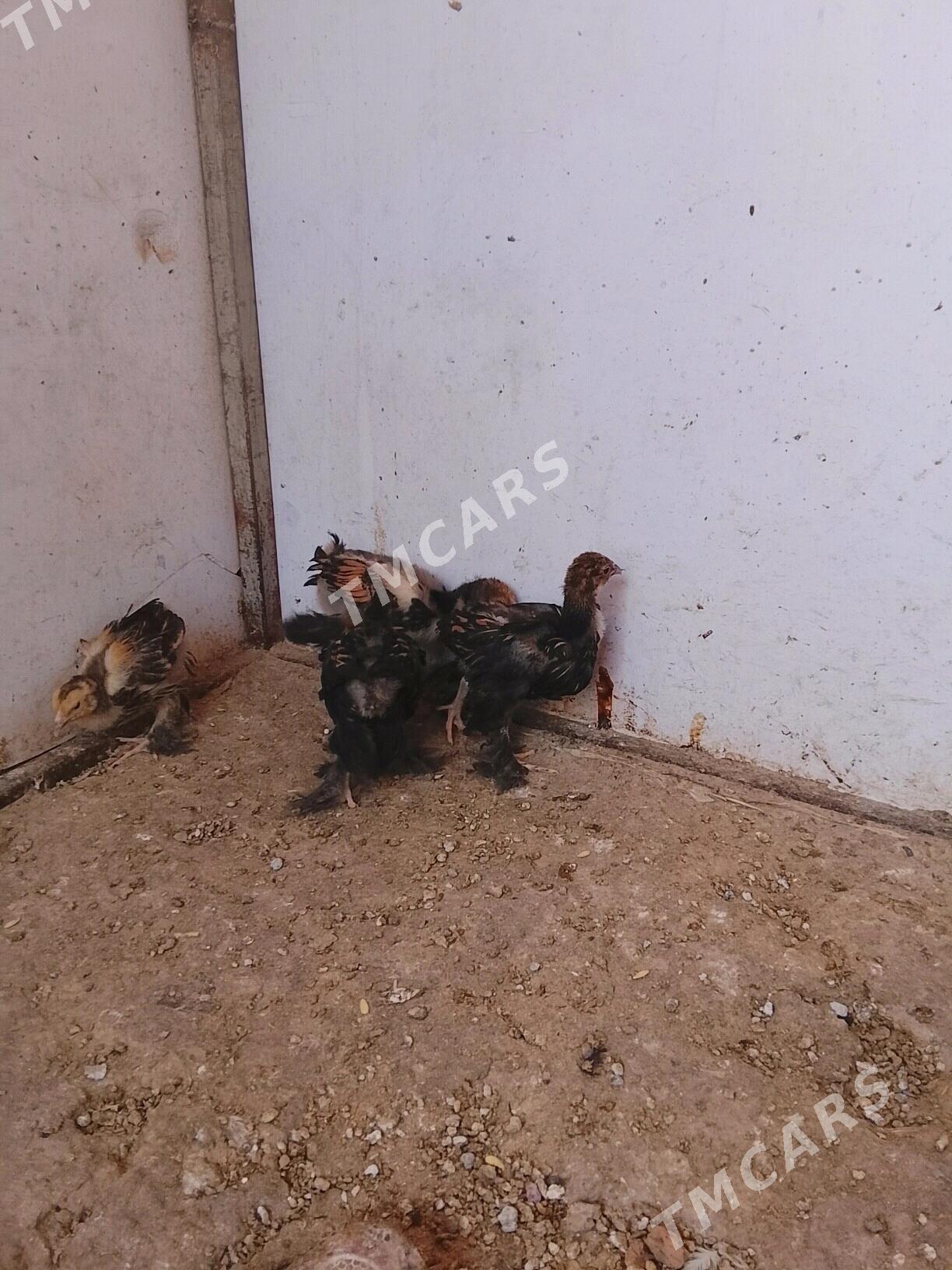 brama jüje. - Çoganly - img 3