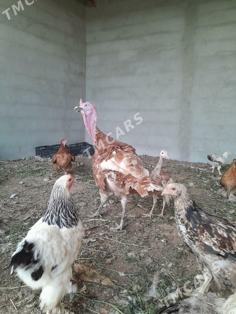owgan induk - Gökdepe - img 3