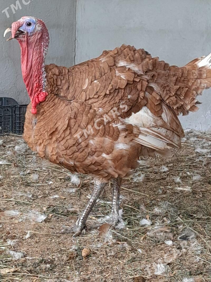 owgan induk - Gökdepe - img 2