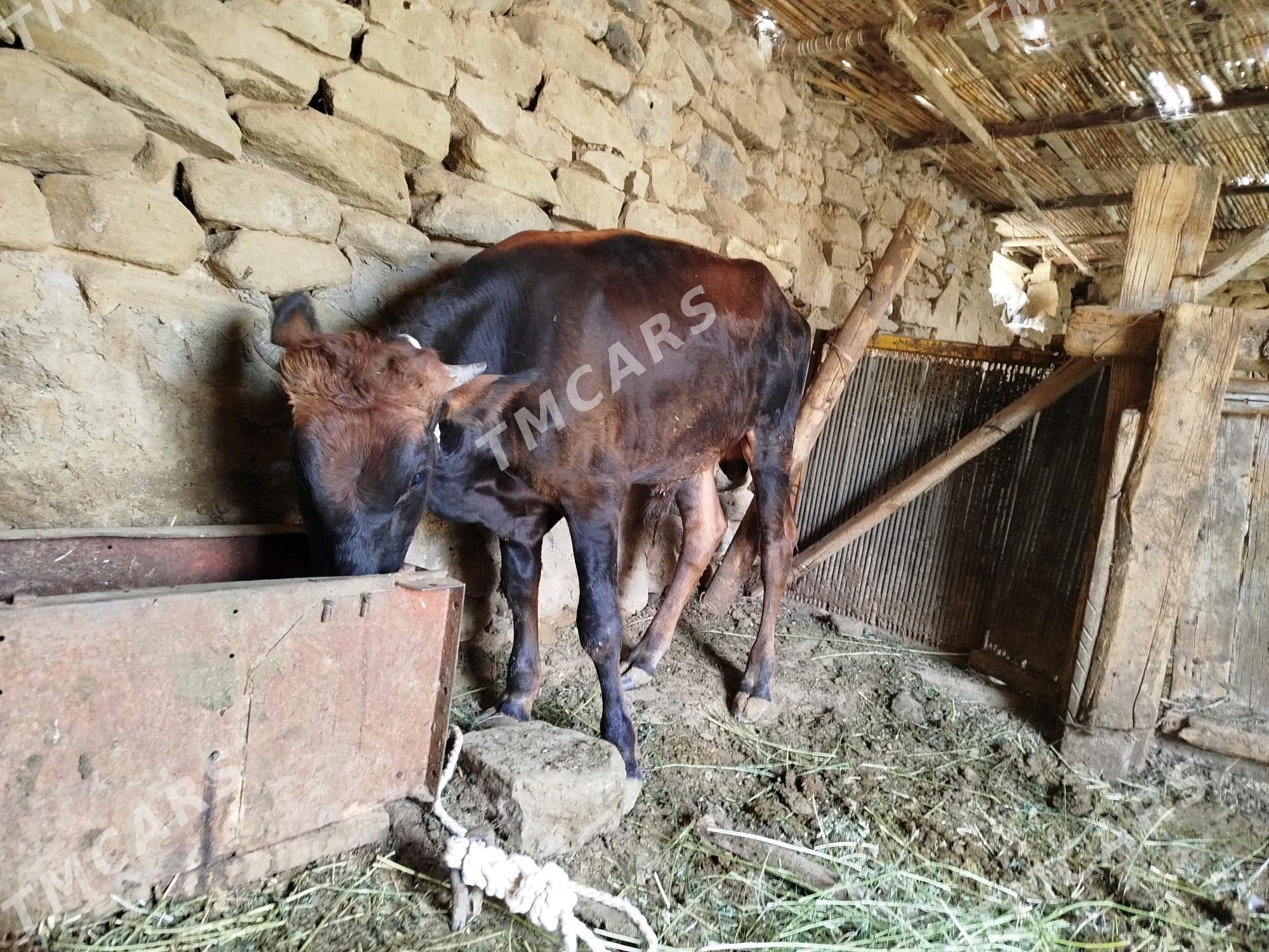 öküz - Gyzylarbat - img 3