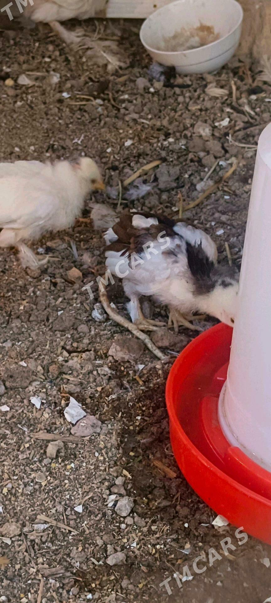 jüje ýaponçik - Türkmenabat - img 2