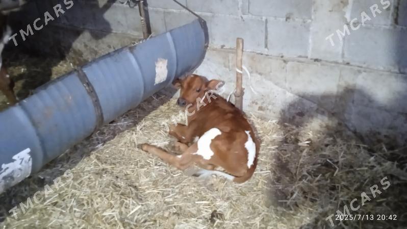 göleli sygyr - Ak bugdaý etraby - img 2