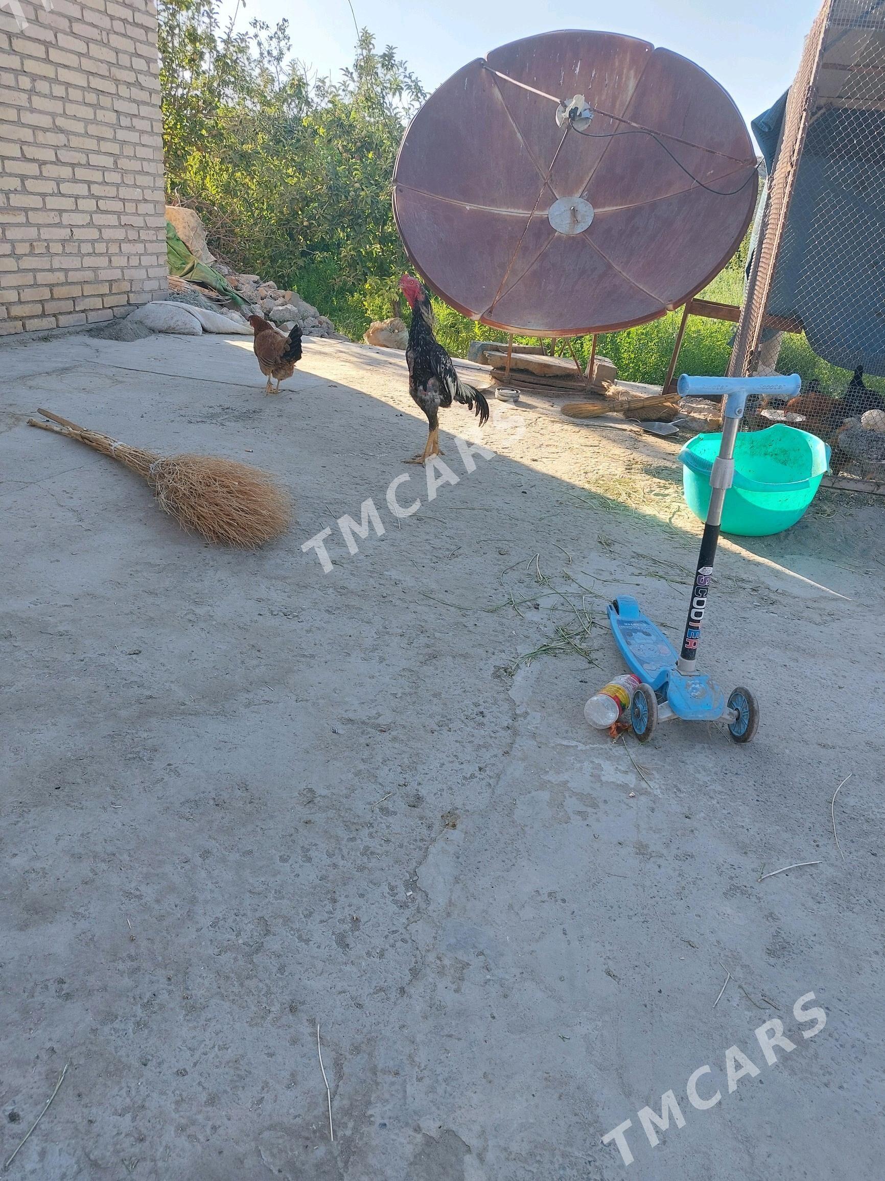 horaz - Дянев - img 2