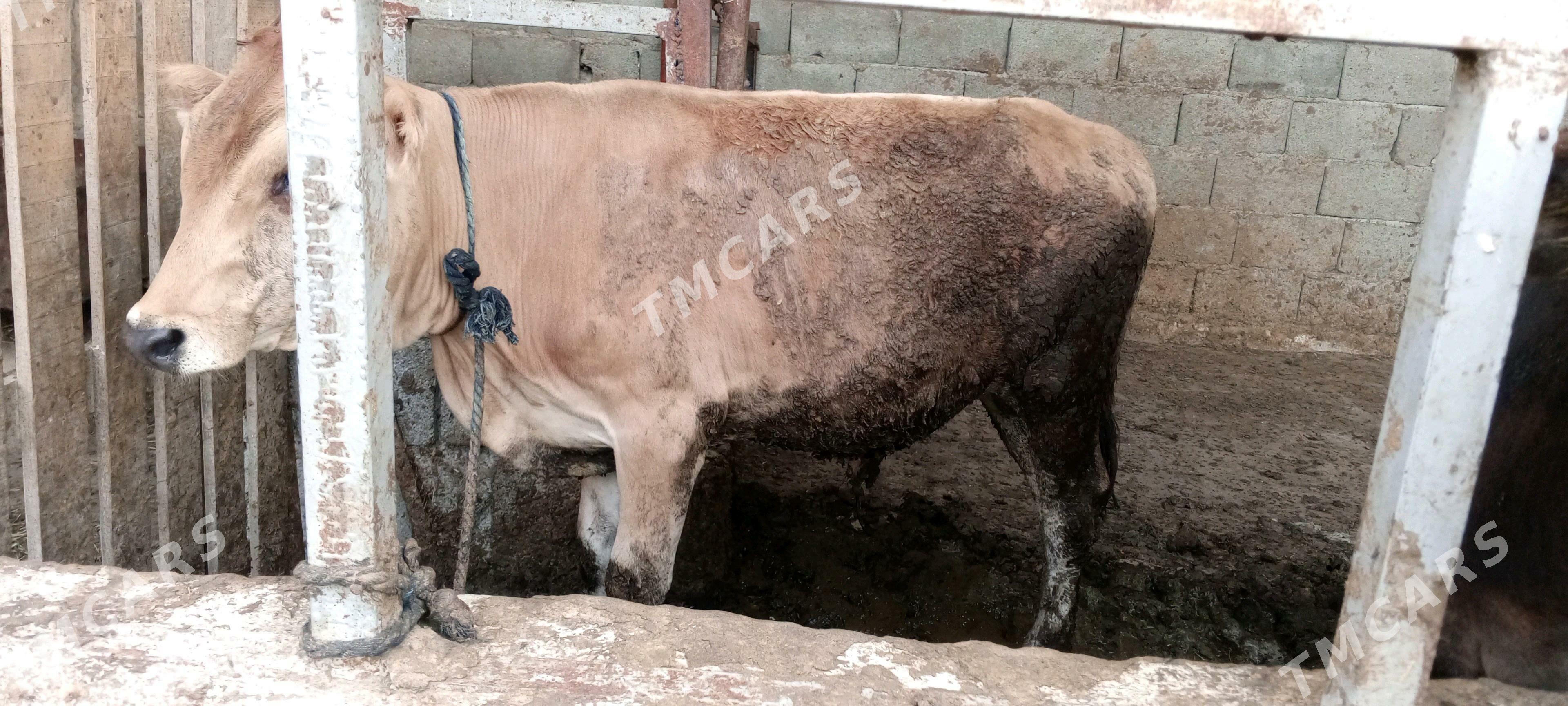 öküz siwes yerli tohum - Gökdepe - img 4