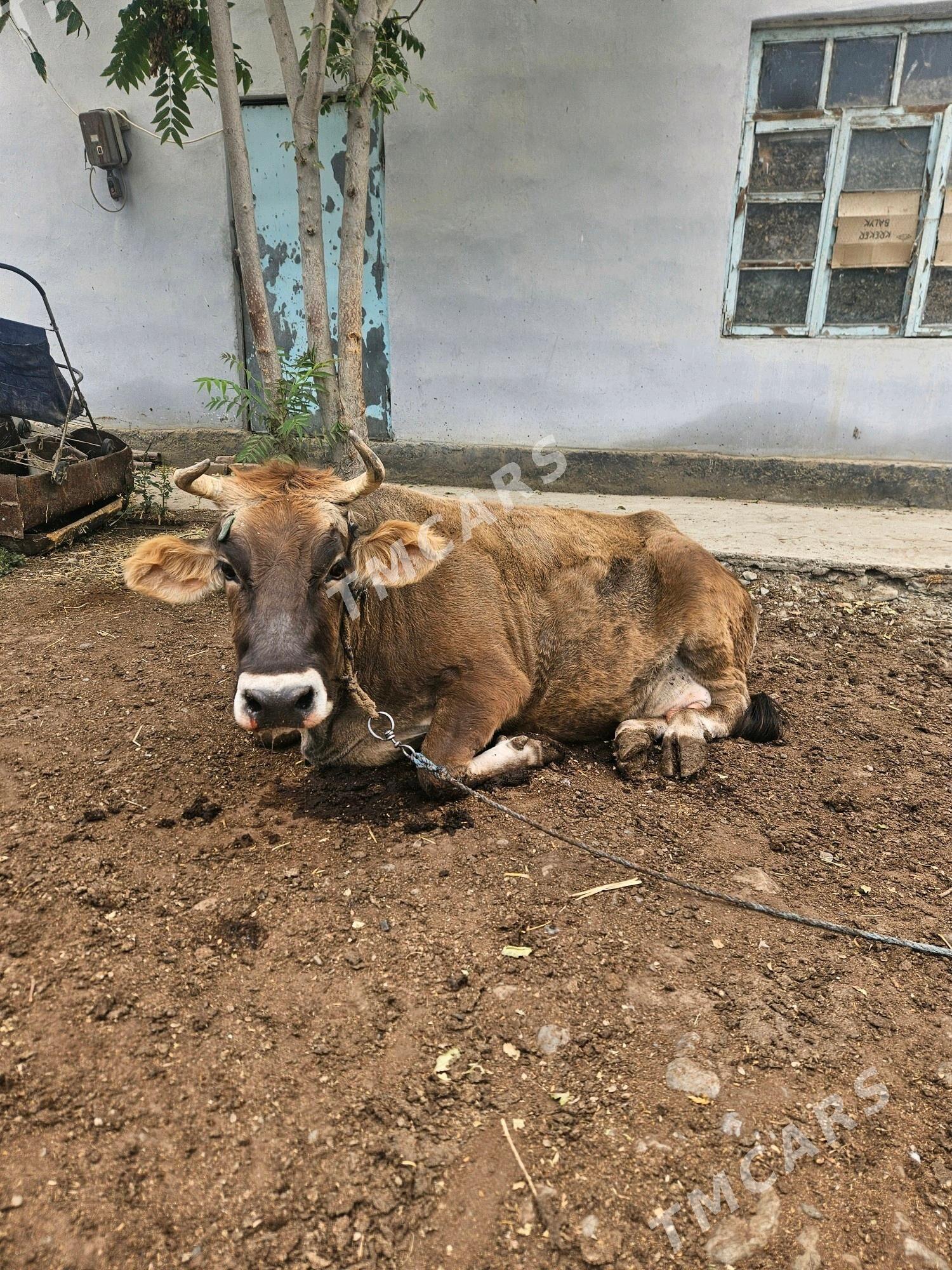 SYGYR YERLİ TOHUM MAL - Bäherden - img 2