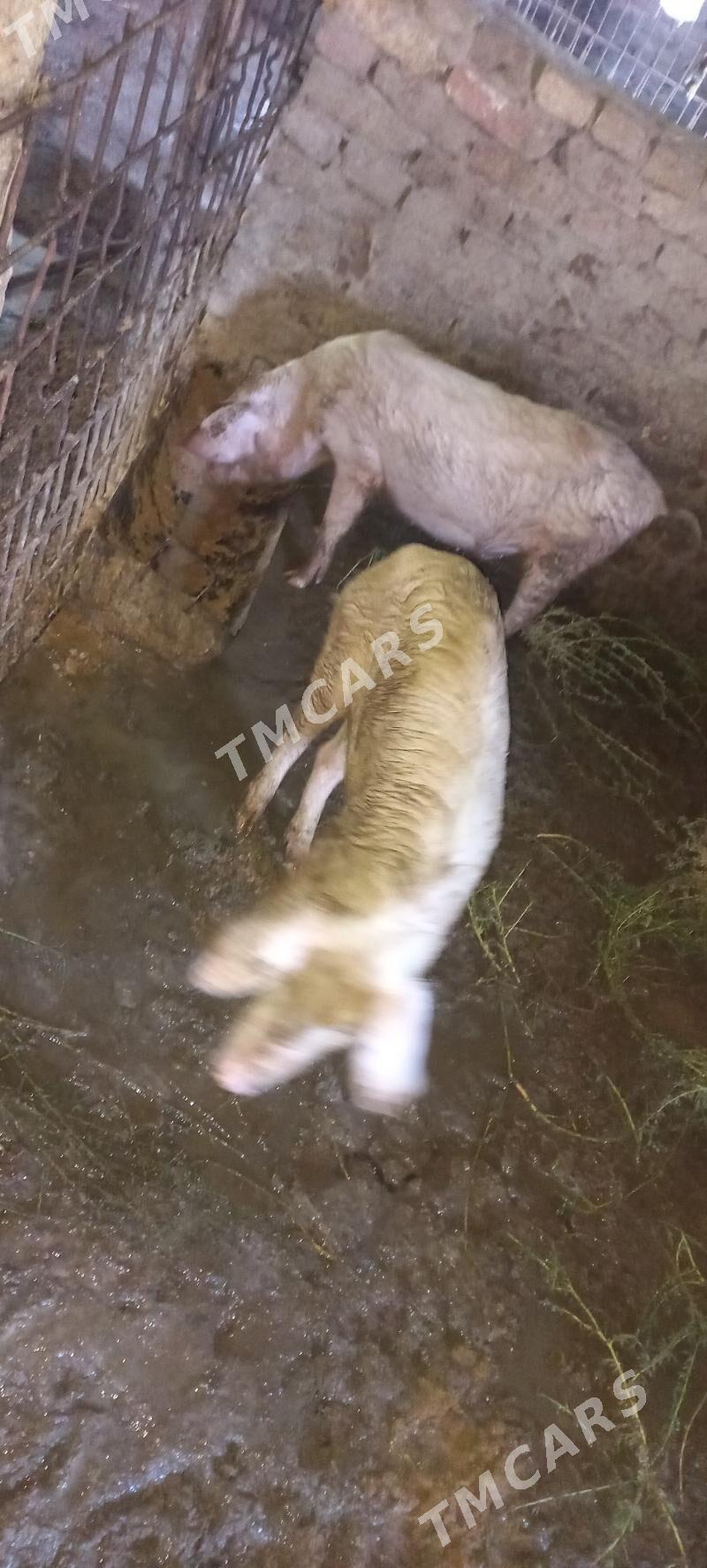 doñuz - Halaç - img 2