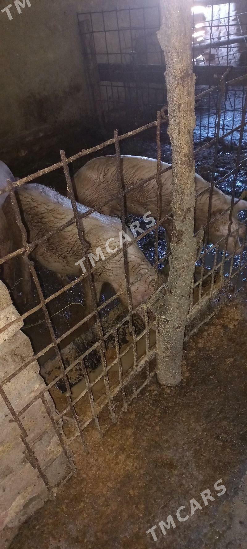 doñuz - Halaç - img 3