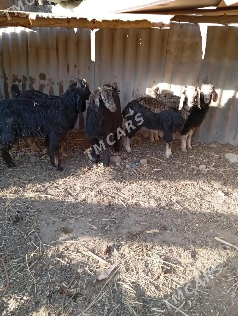 cewiş - Gypjak - img 2