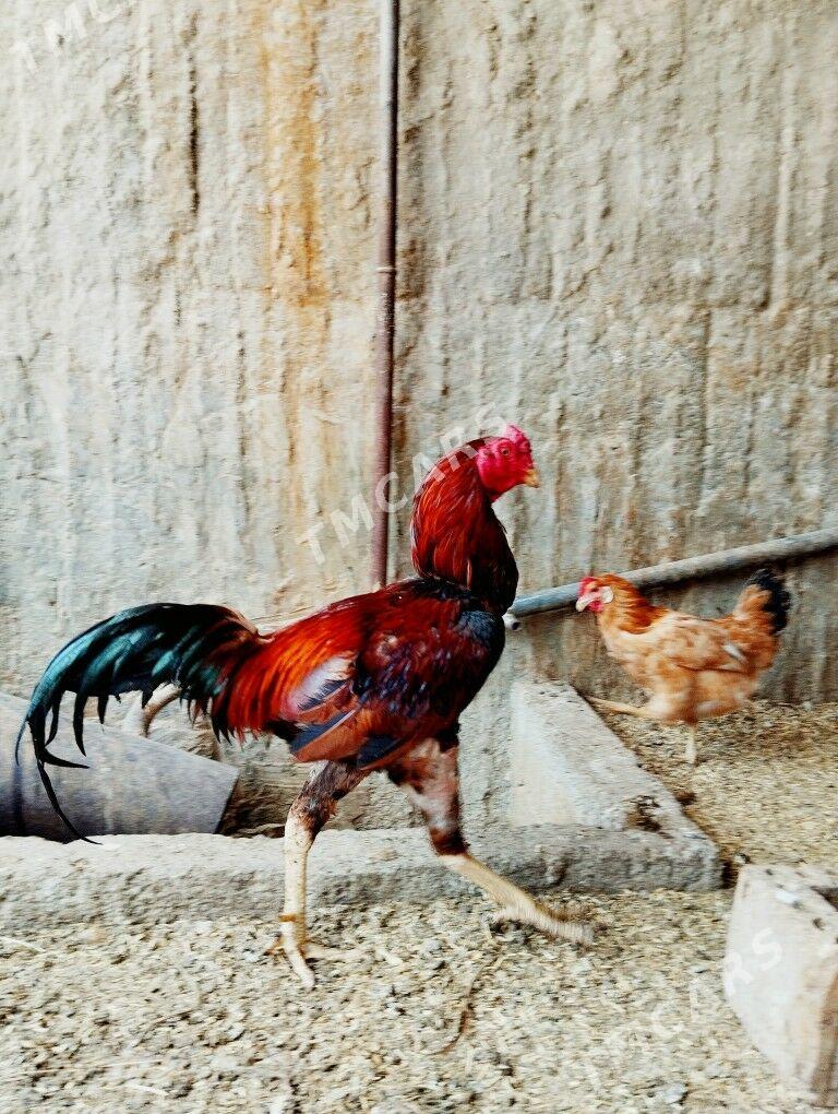 Taşkent Horaz - Garadamak - img 1