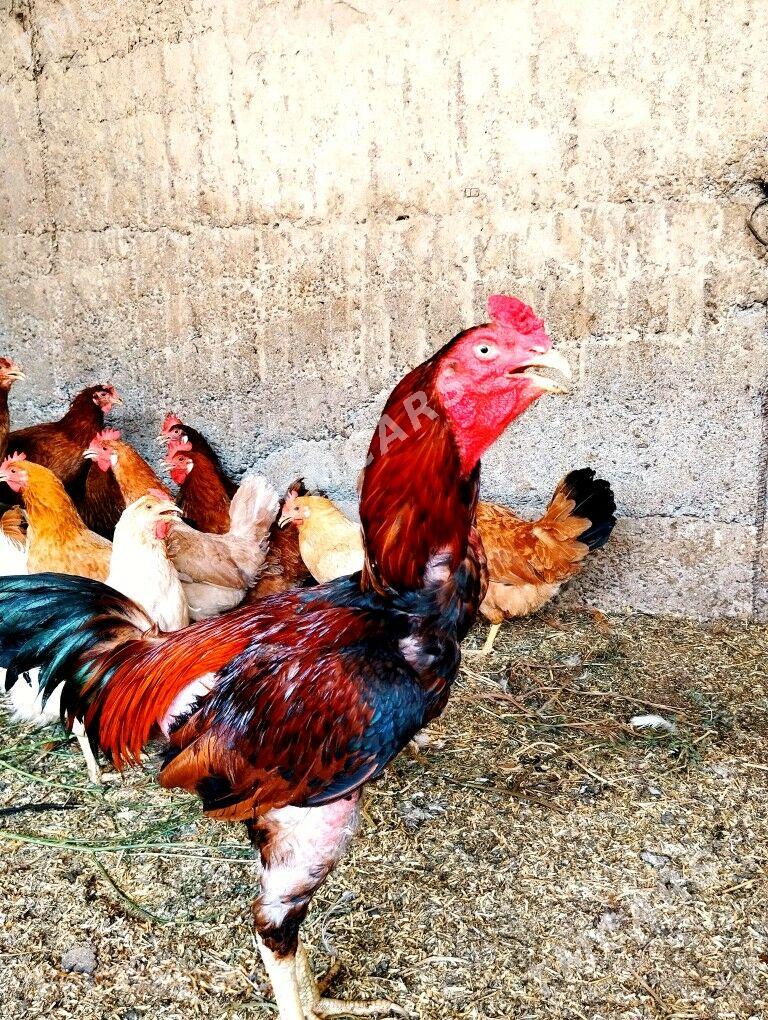 Taşkent Horaz - Garadamak - img 4