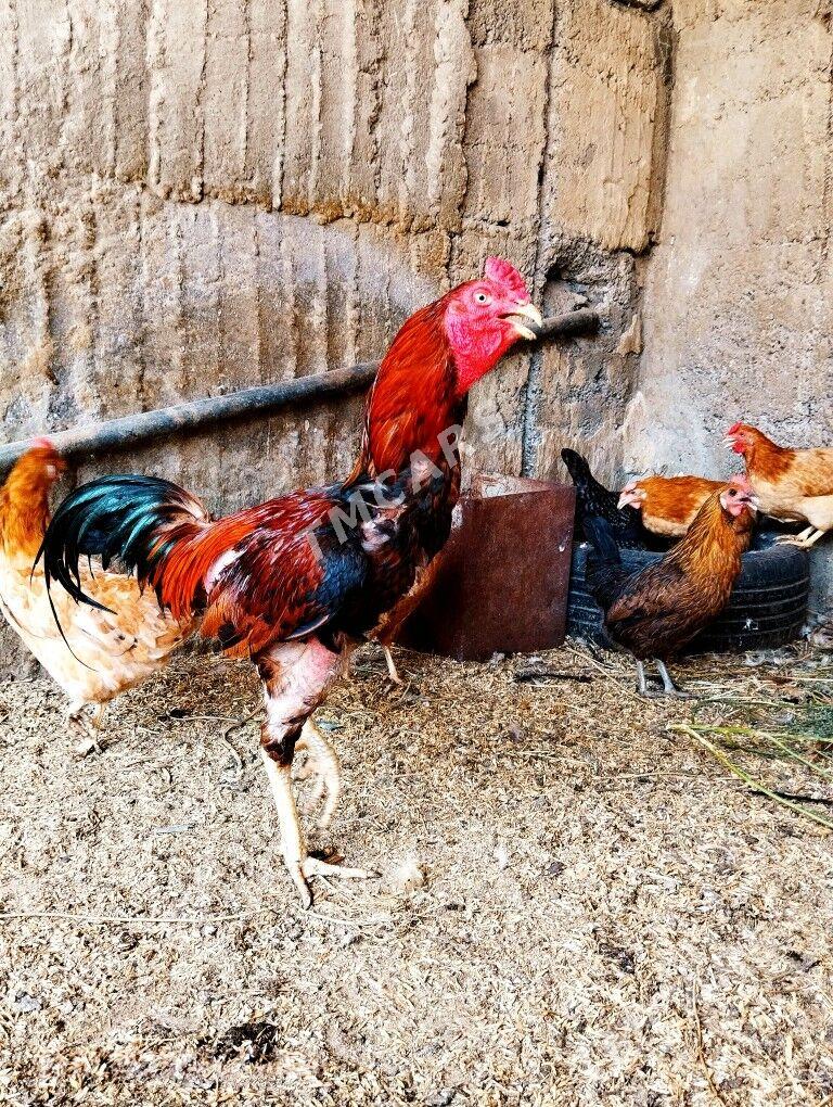 Taşkent Horaz - Garadamak - img 2