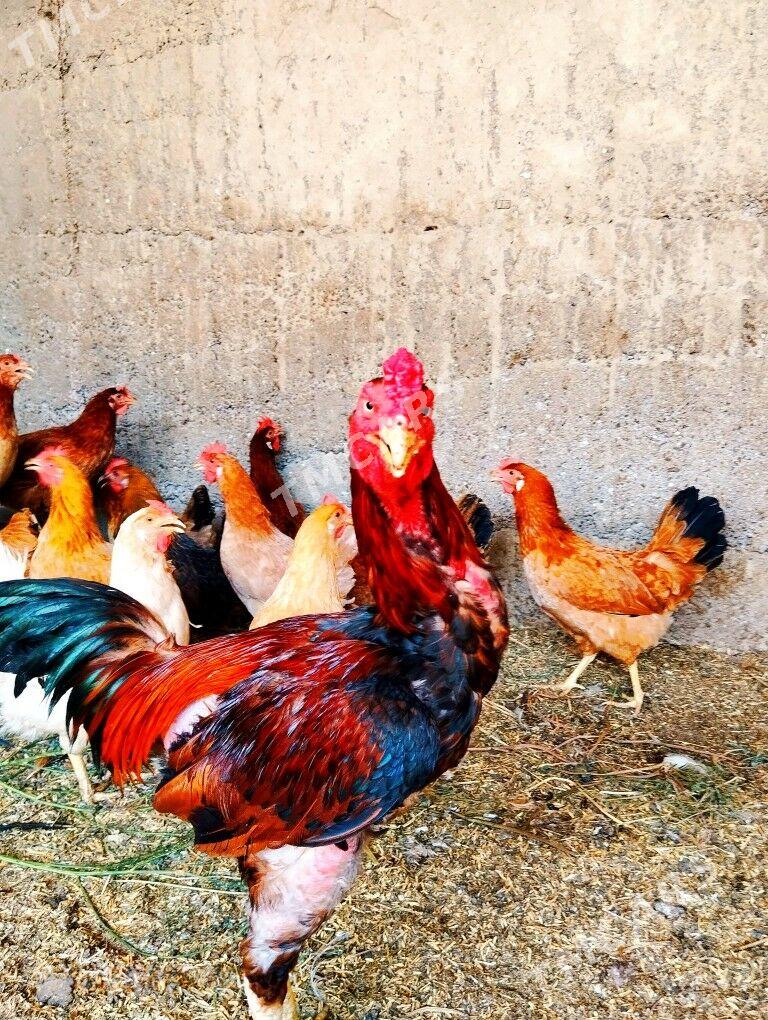 Taşkent Horaz - Garadamak - img 3