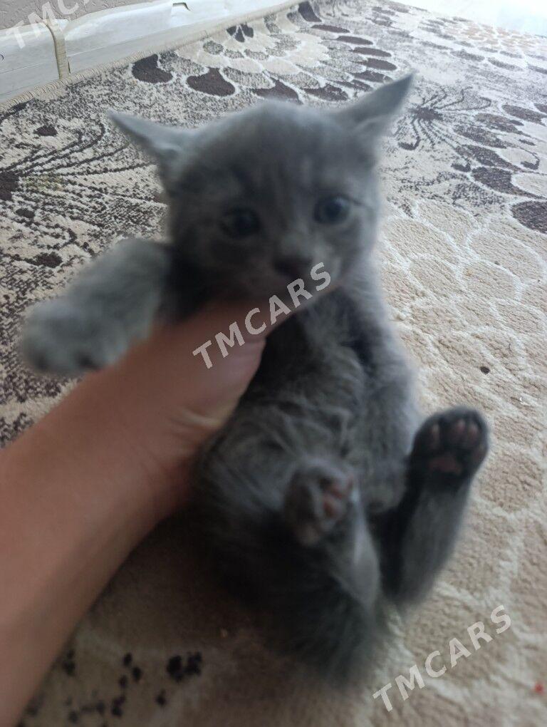 полу британские котята - Туркменабат - img 2