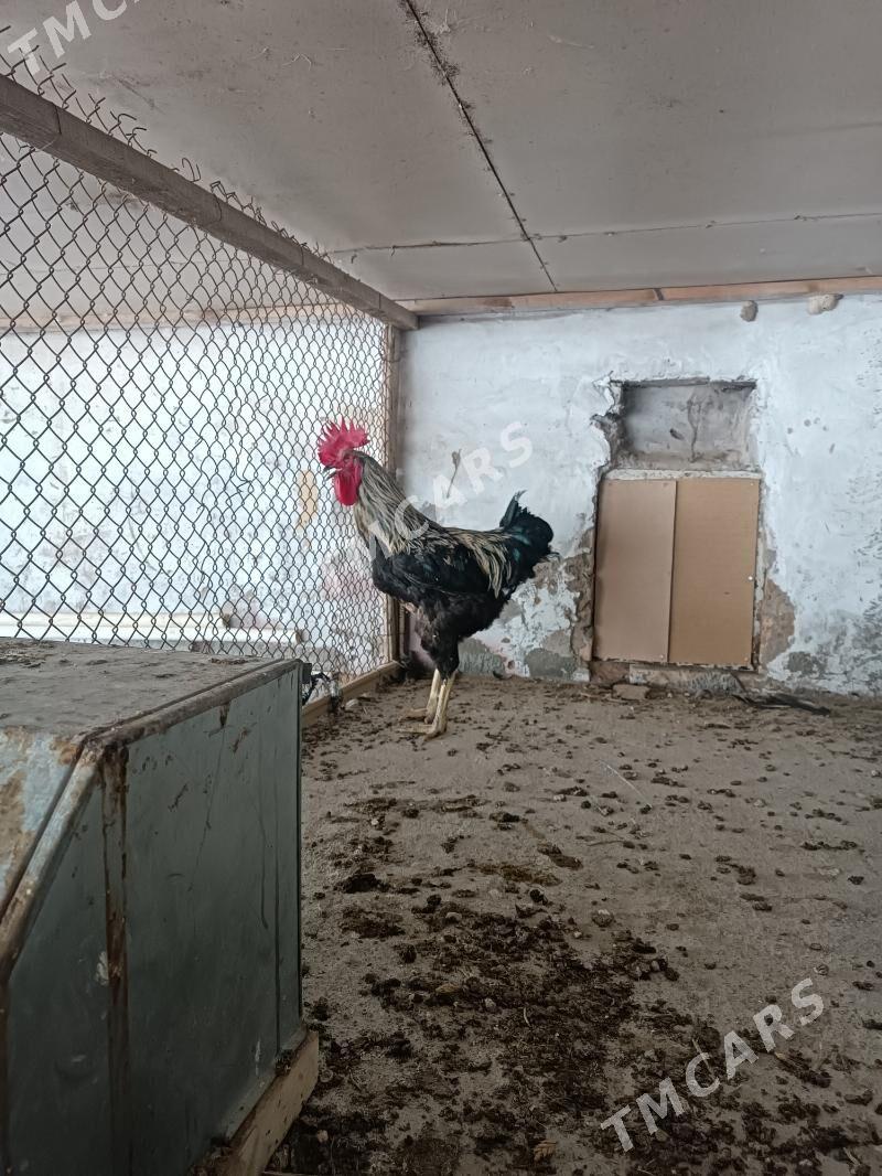 Gigant  Gara şazada - Aşgabat - img 2