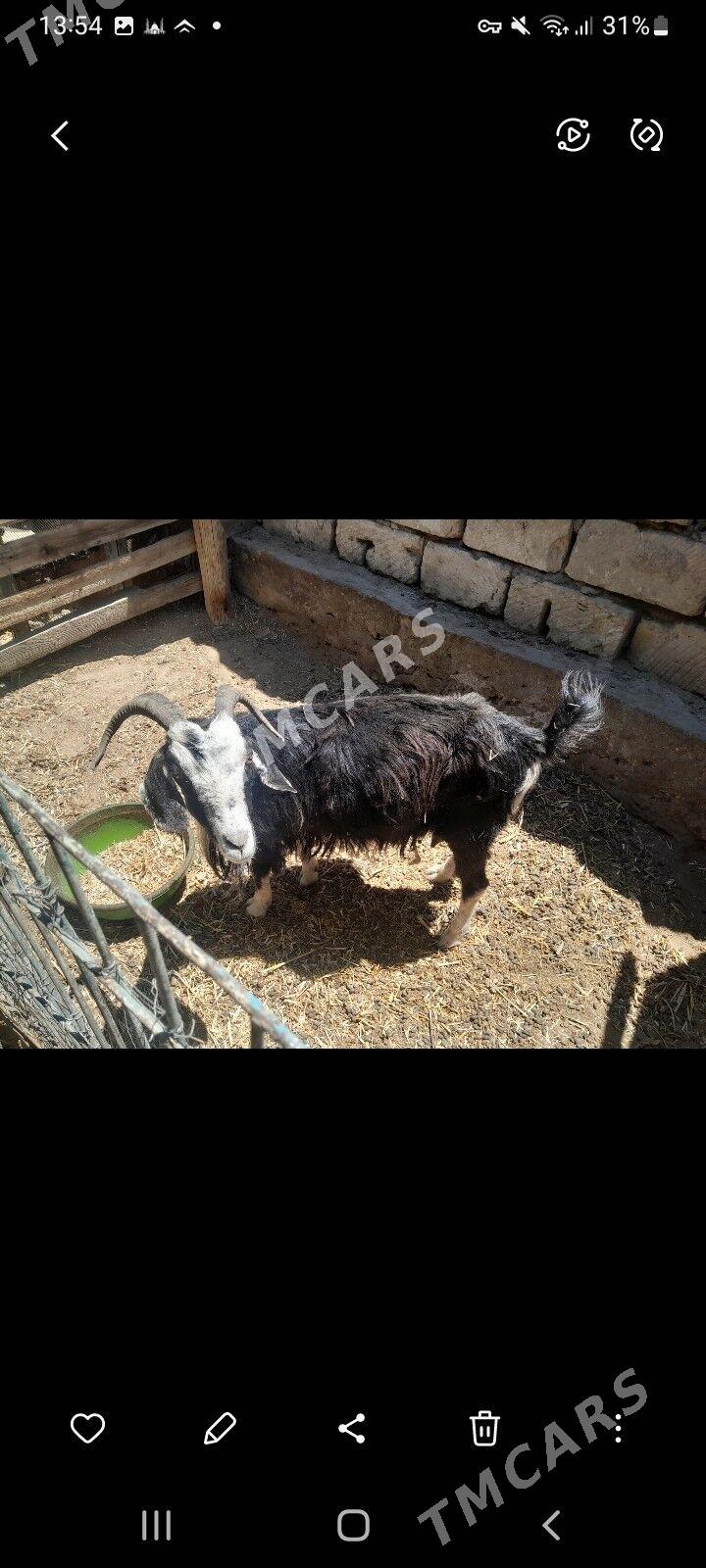 geci owlakly - Jebel - img 1