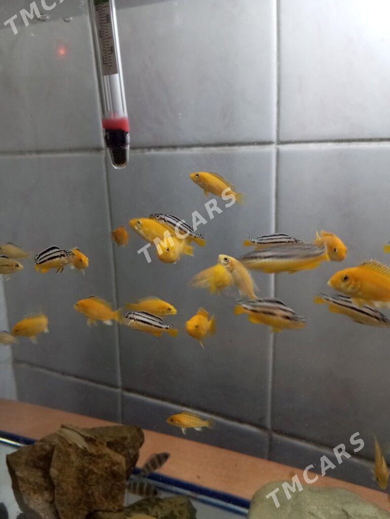 Рыбки - Türkmenbaşy - img 2