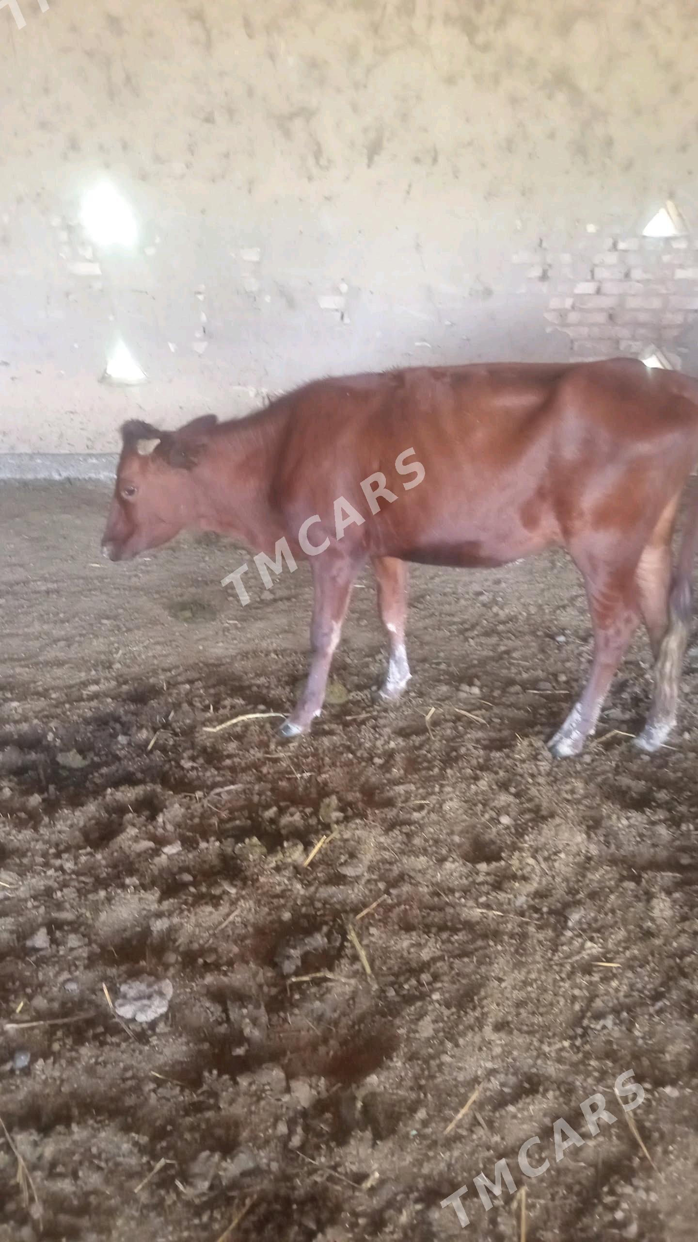 Sygyr - Wekilbazar - img 3