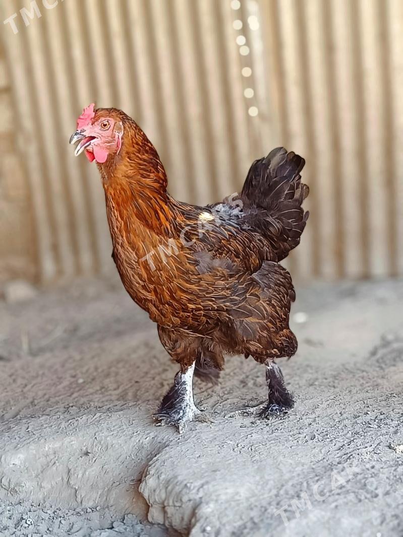 Brama tawuk - Türkmenbaşy - img 4