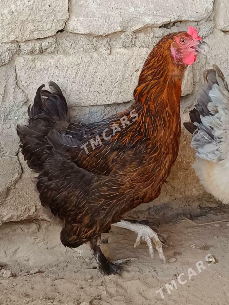 Brama tawuk - Türkmenbaşy - img 1