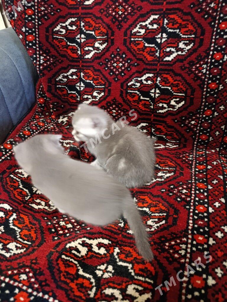 вислоухие котята - Mary - img 2