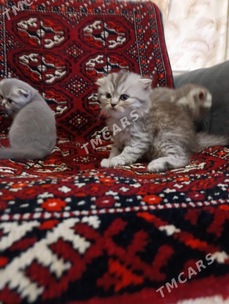 вислоухие котята - Mary - img 3