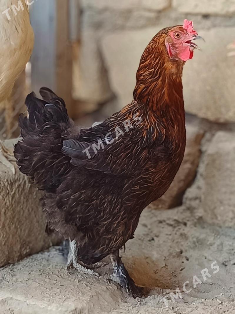 Brama tawuk - Türkmenbaşy - img 3