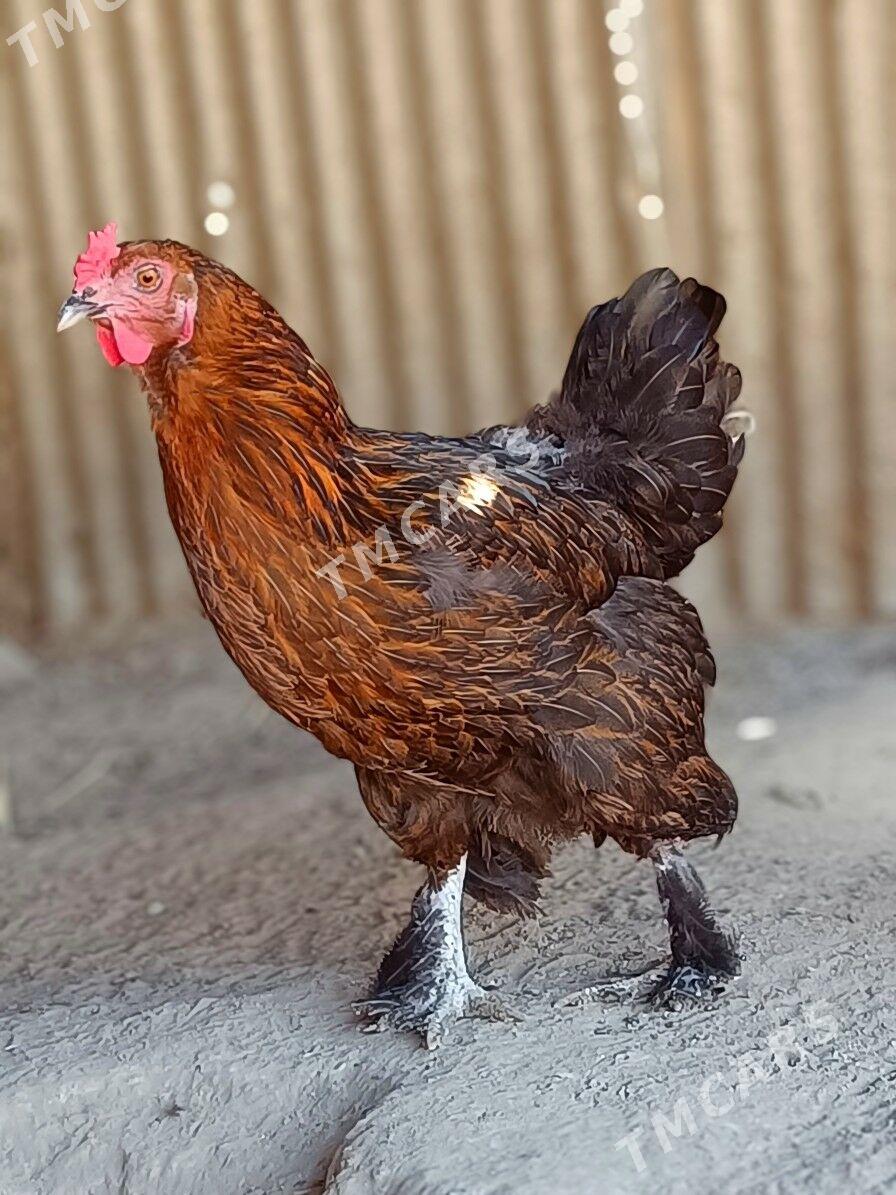 Brama tawuk - Türkmenbaşy - img 2