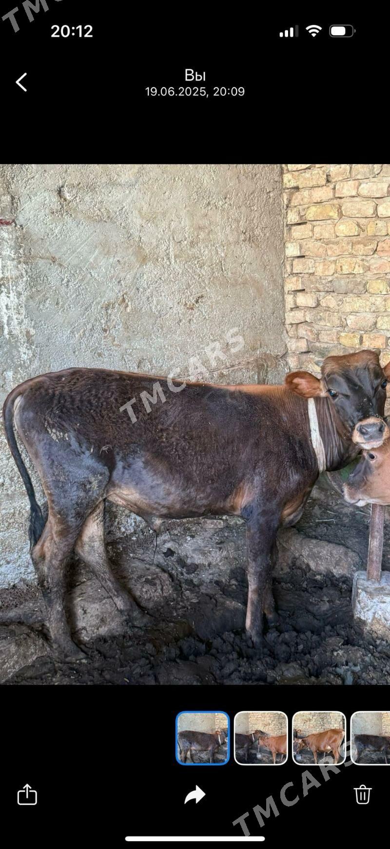 Göle - Gagarin köç, köne Howa menzili - img 2