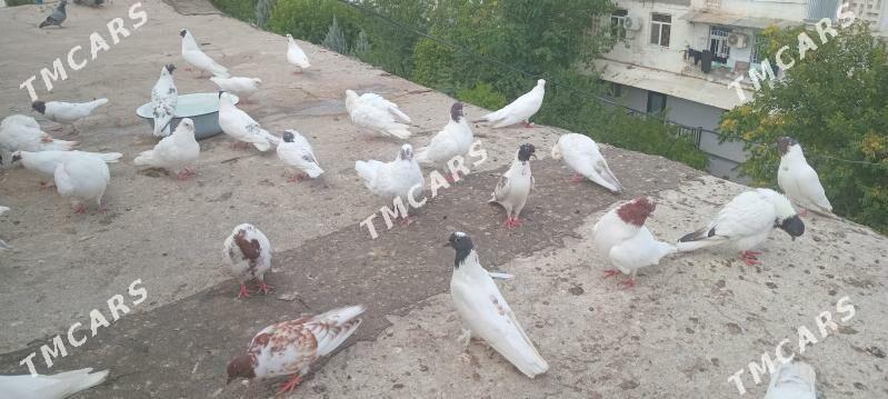 Satlyk guslar - Ашхабад - img 8