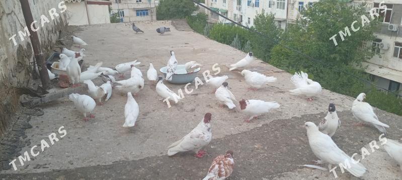 Satlyk guslar - Ашхабад - img 7