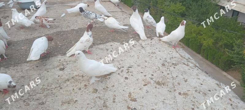 Satlyk guslar - Ашхабад - img 2