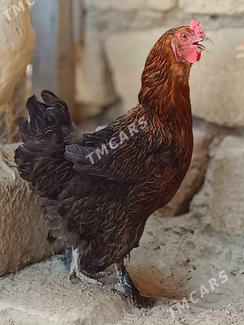Brama tawuklar - Türkmenbaşy - img 3
