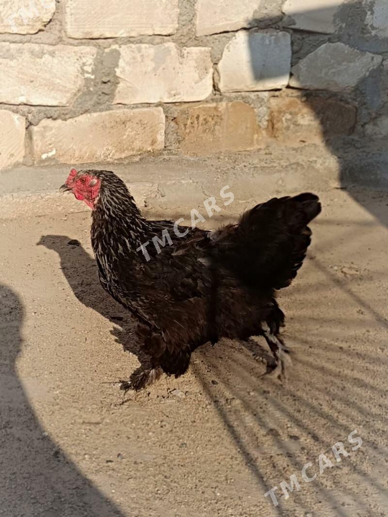 Brama tawuklar - Türkmenbaşy - img 4