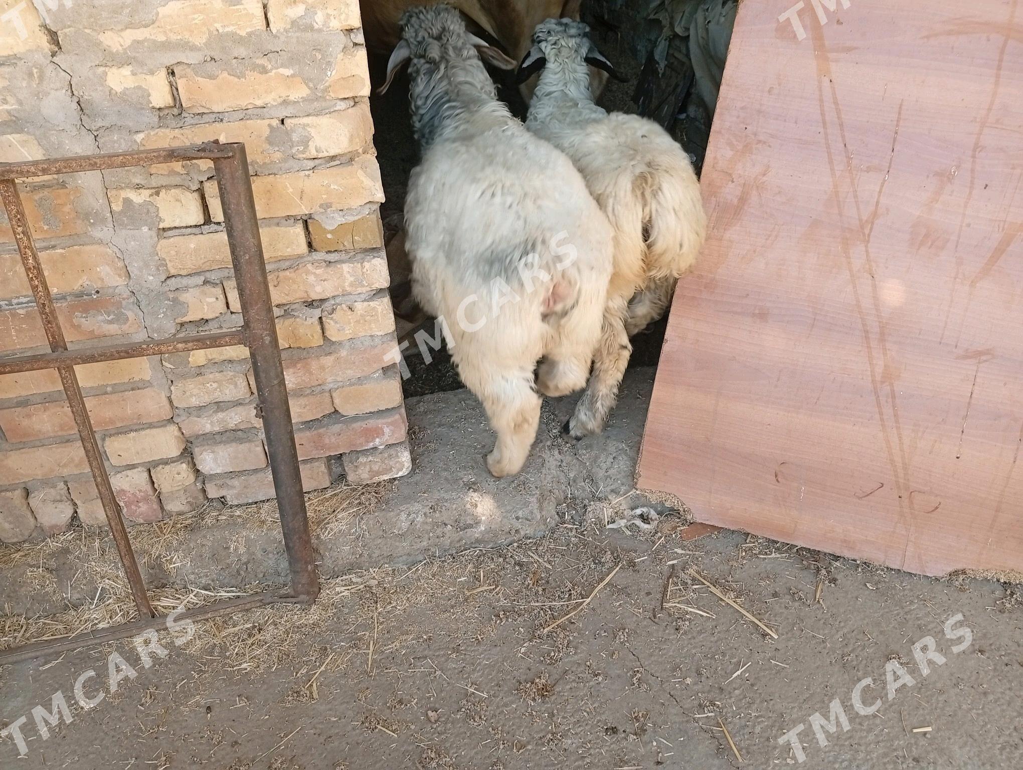 tokly - Türkmenabat - img 2