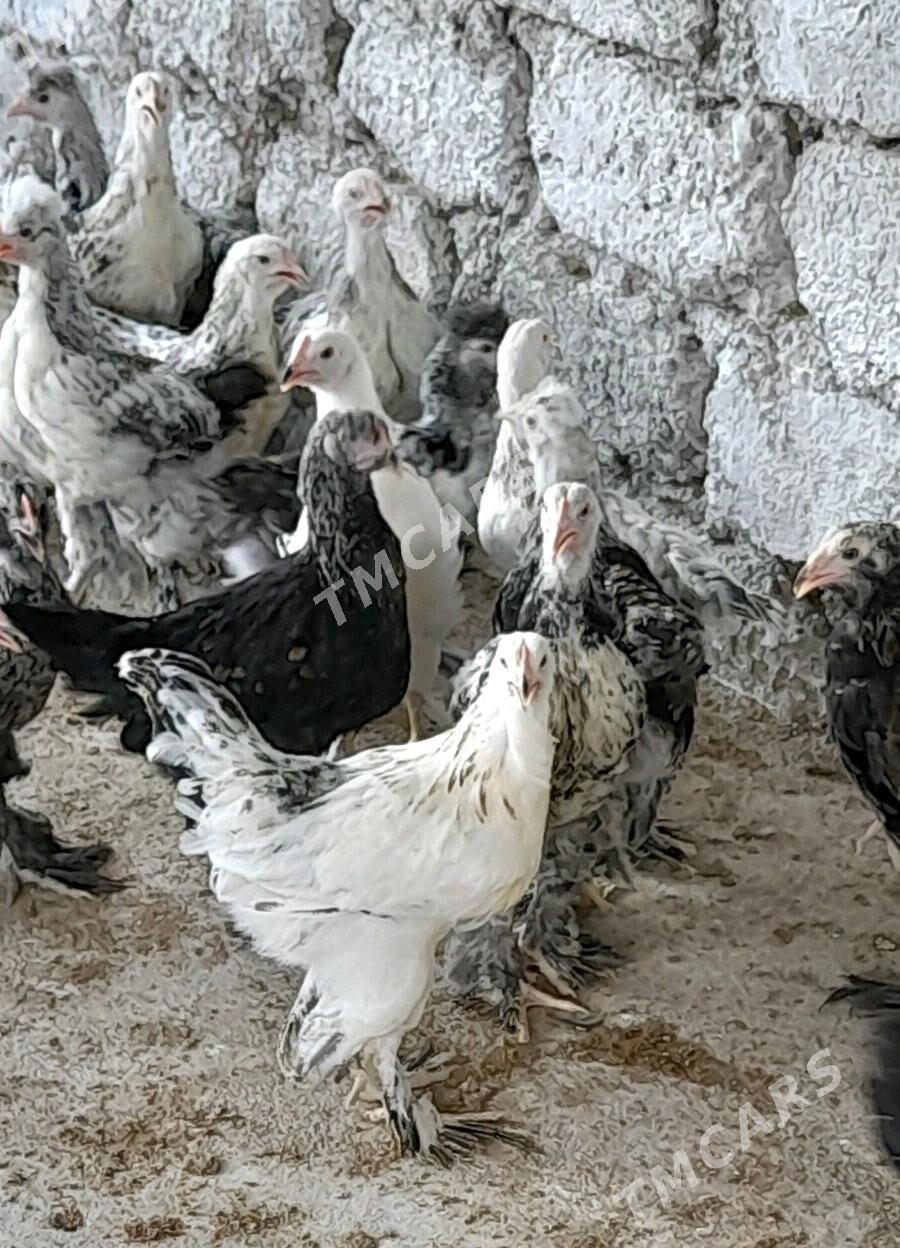 balgar horaz juyje - Garadamak Şor - img 2