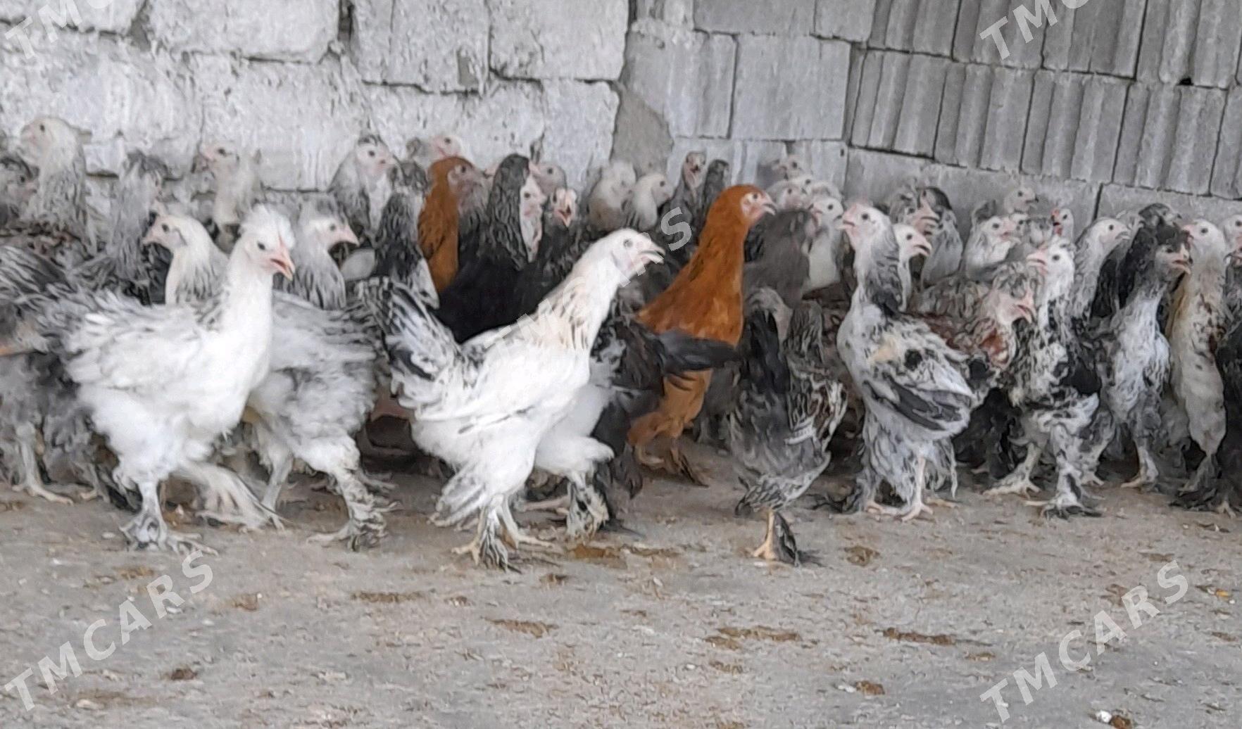 balgar horaz juyje - Garadamak Şor - img 4