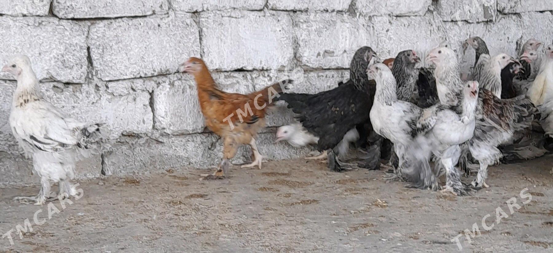 balgar horaz juyje - Garadamak Şor - img 5