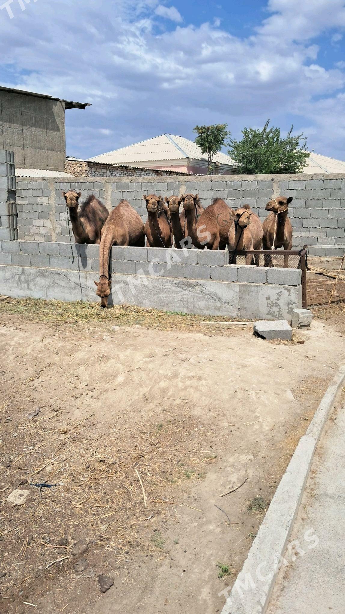 Ogşyk - Gökdepe - img 2
