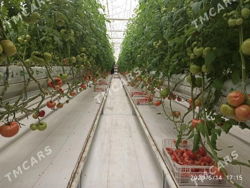 6 gektar teplisa satlyk - Aşgabat - img 2