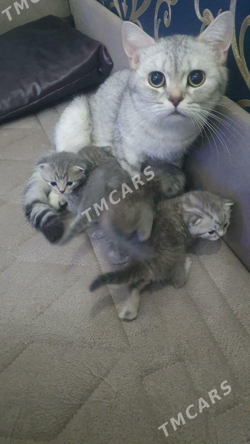Шотландские котята - Ашхабад - img 4
