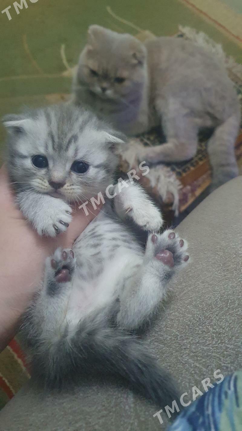 Шотландские котята - Ашхабад - img 5