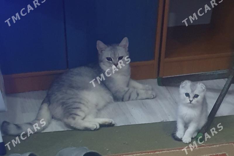 Шотландские котята - Ашхабад - img 6