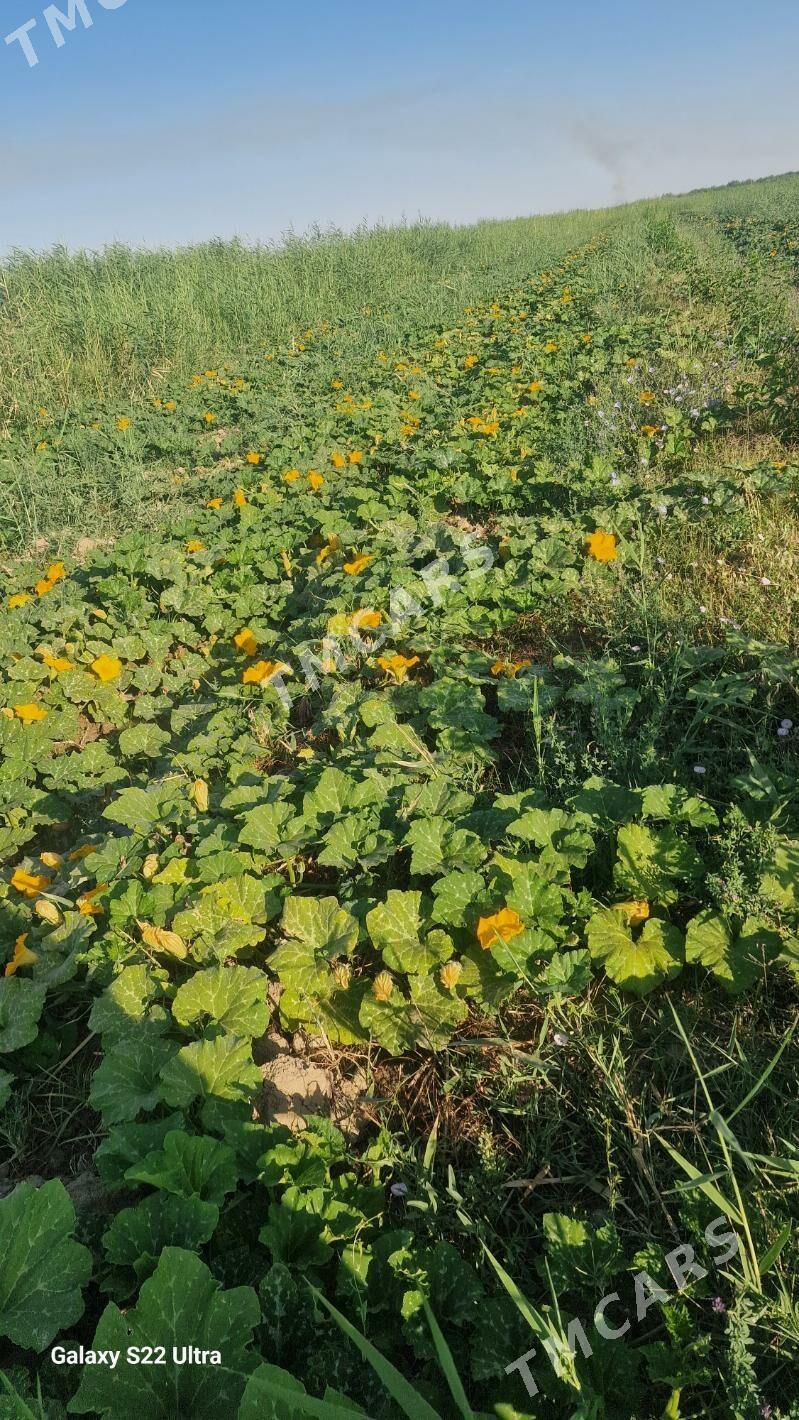 Kädi, palow kadi. - Ak bugdaý etraby - img 5