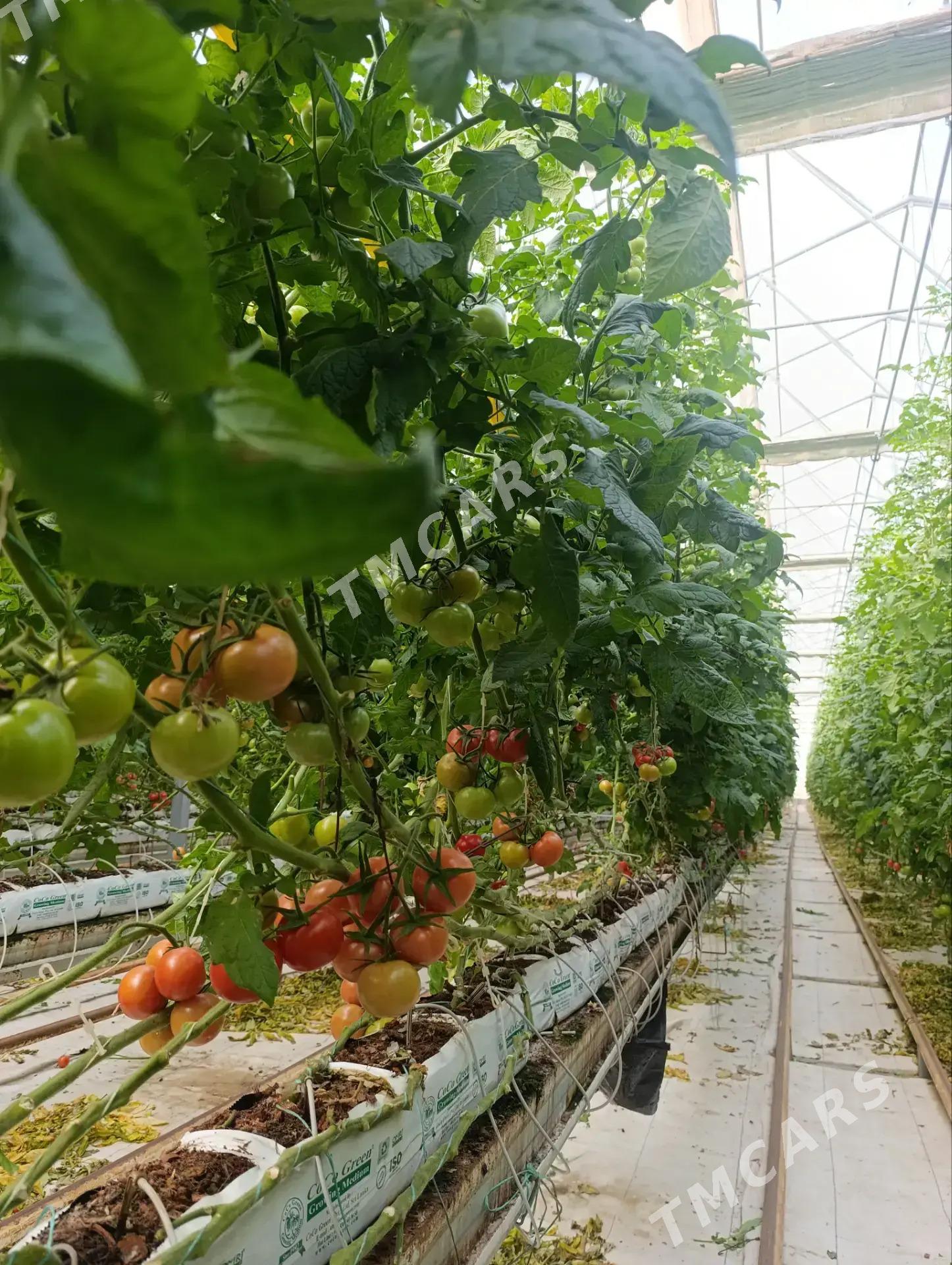 Теплица, Teplisa - Aşgabat - img 2