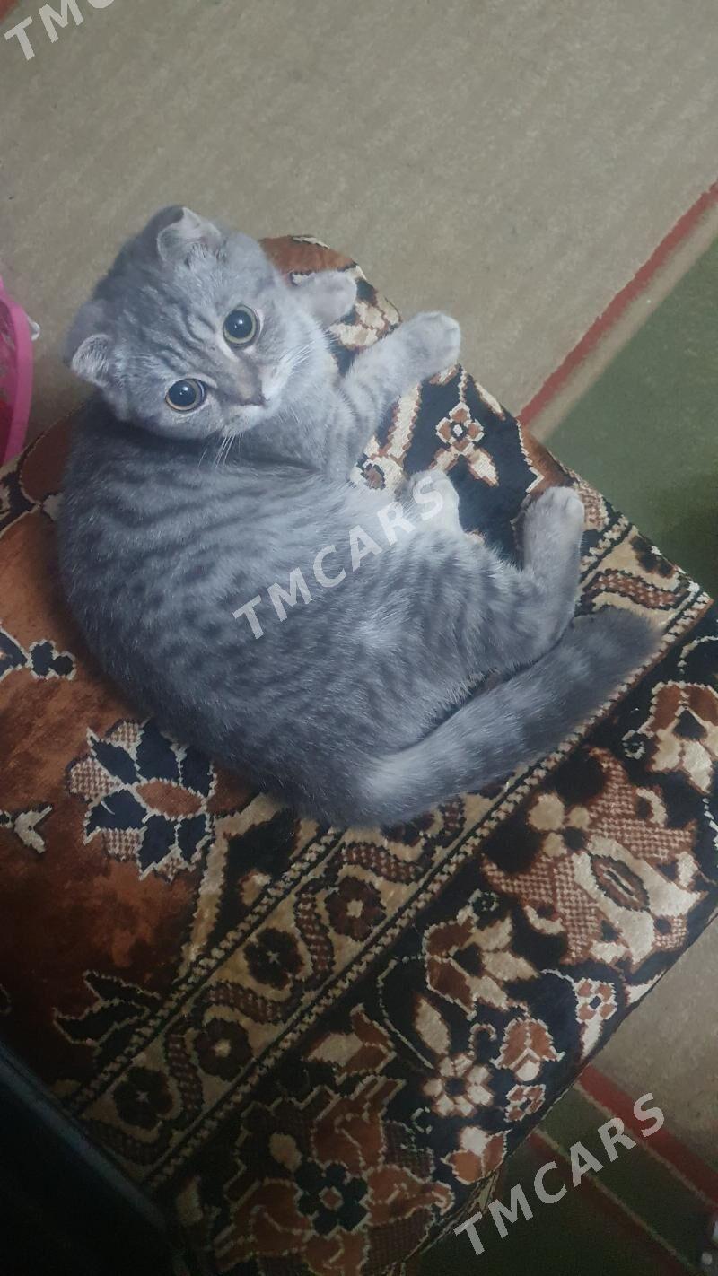 Шотландские котята - Ашхабад - img 3
