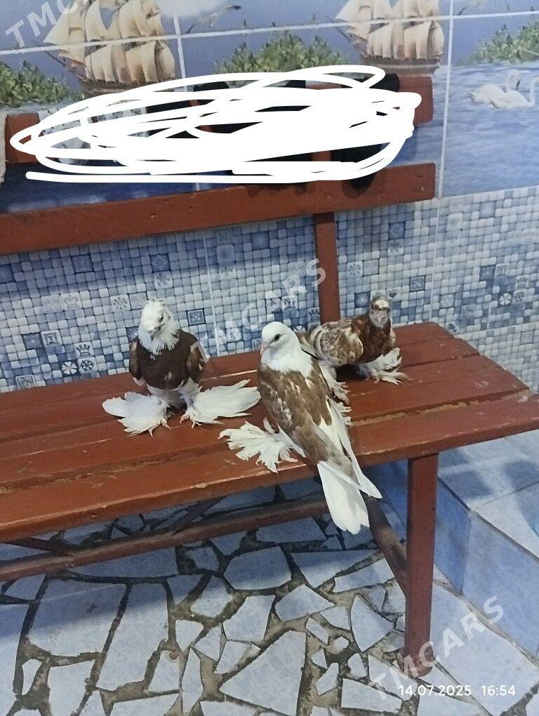 kepderi - Türkmenabat - img 3